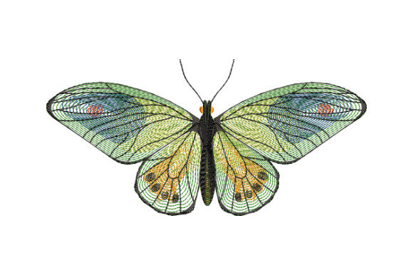 Graceful Green Butterfly: A Designer's Review